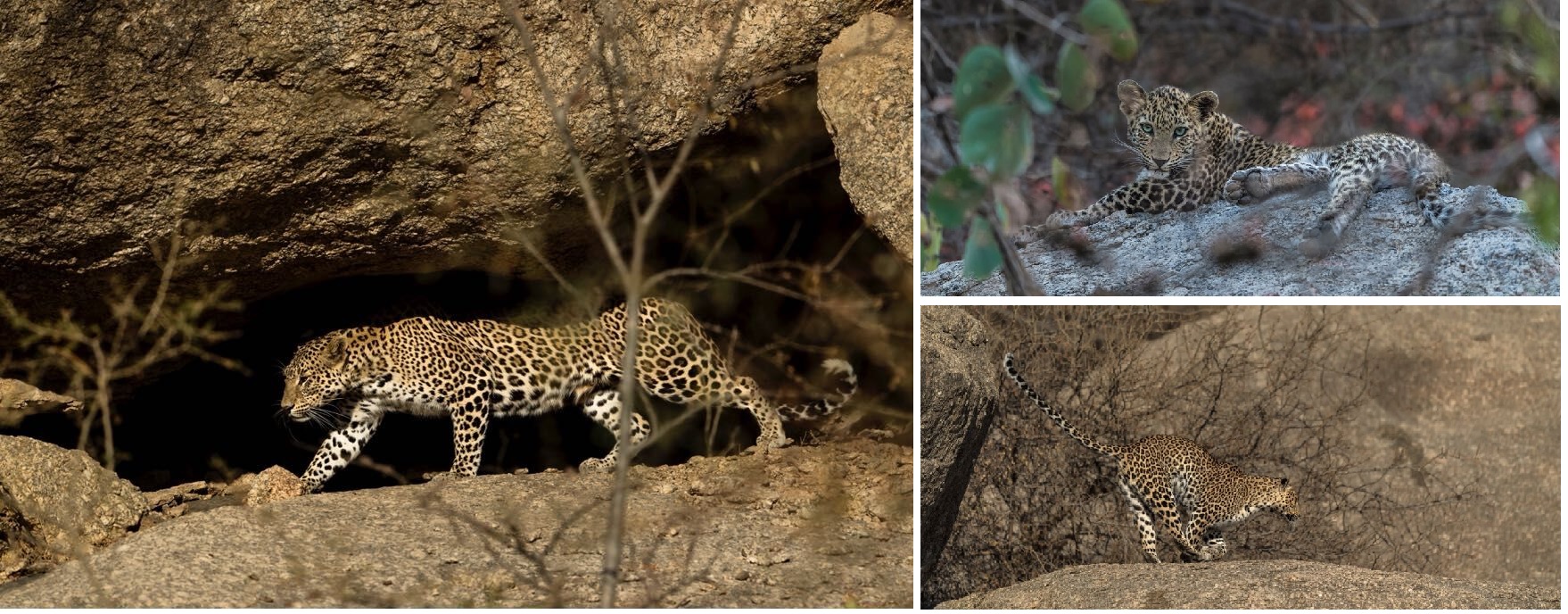 LEOPARD SAFARI - GODWAD